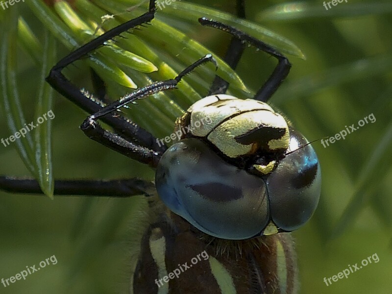 Dragonfly Blue Black Brown Macro