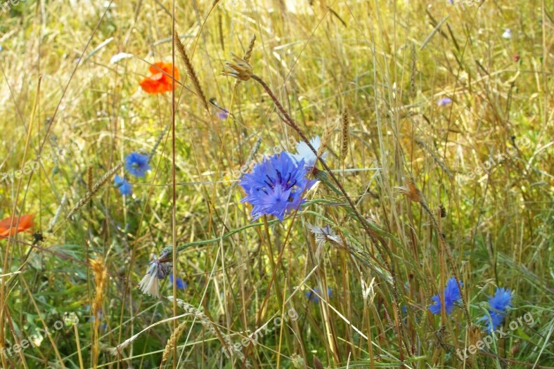 Meadow Poppy Red Blue Cornflower