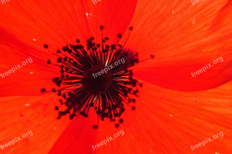 Red Flower Papaver Rhoeas Free Photos