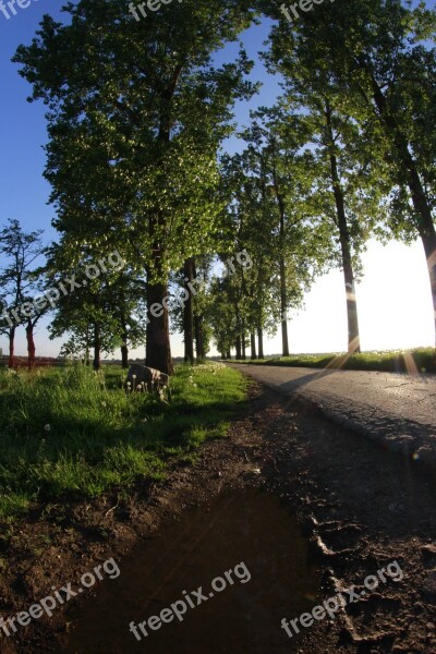 Trees Sky Tree Avenue Road