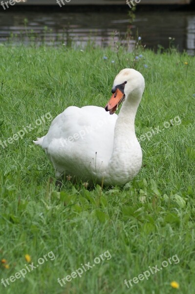 Swan Water White Water Bird Animal World