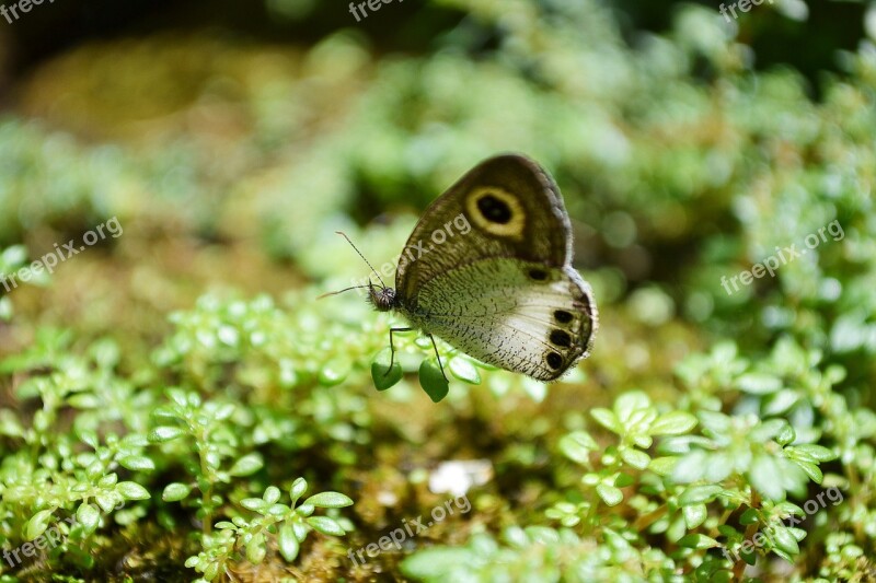 Butterfly Tiny Butterfly Innocent Cute Animal