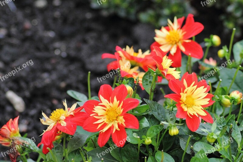 Flower Bed Colorful Color Plant Nature