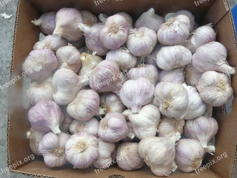 Garlic Główkowaty Flower Season Flower Pink