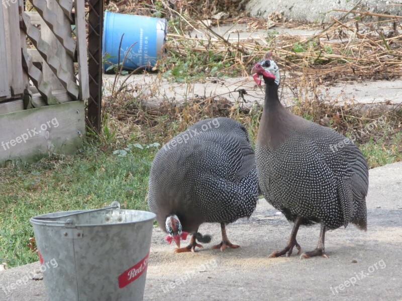 Helmeted Guineafowl Guineafowl Bird Wild Animal Chicken