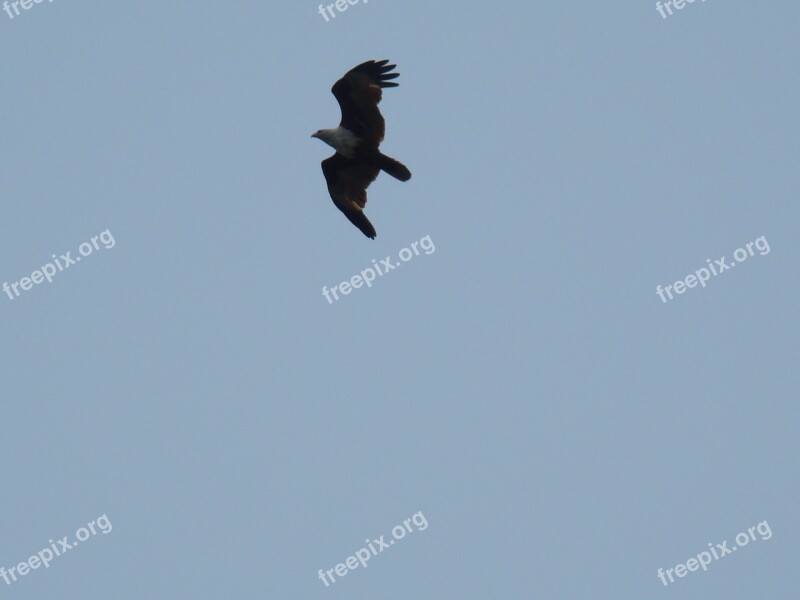 Eagle Bird View Birds Sky