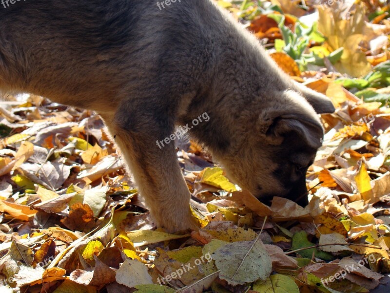 Puppy Leaves Autumn Yellow Sniffing