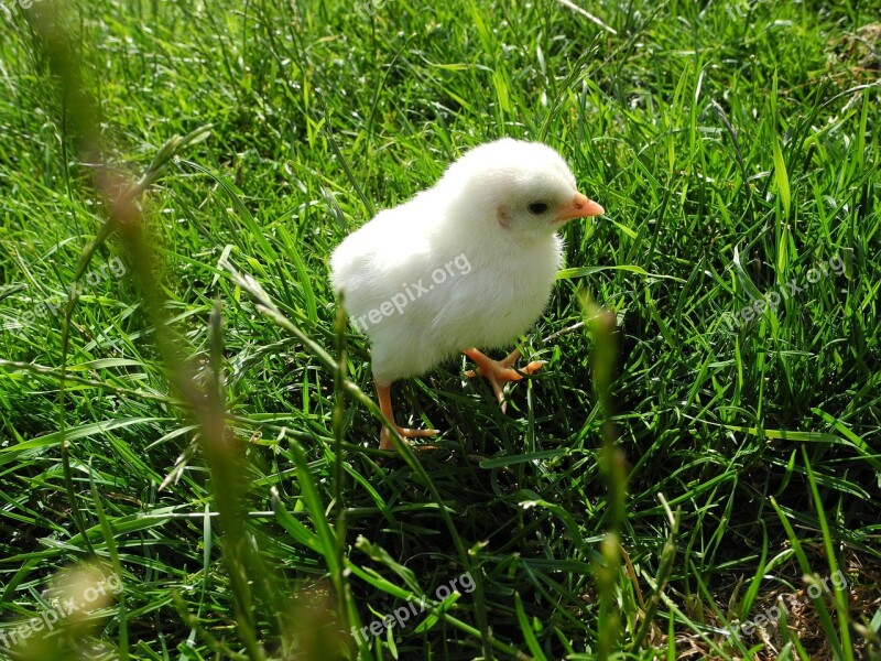 Chicks Pinnate Poultry Chickens Bird