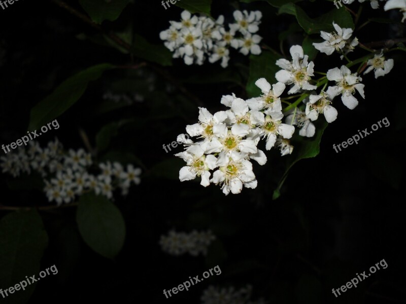 Bird Cherry Tree Branch Flower