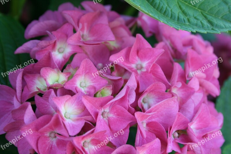 Hydrangea Chistmas Rose Very Pink Florrets White Centres