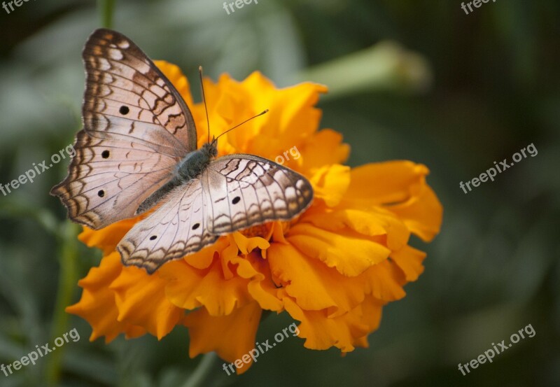 Butterfly Garden Insects Nature Free Photos