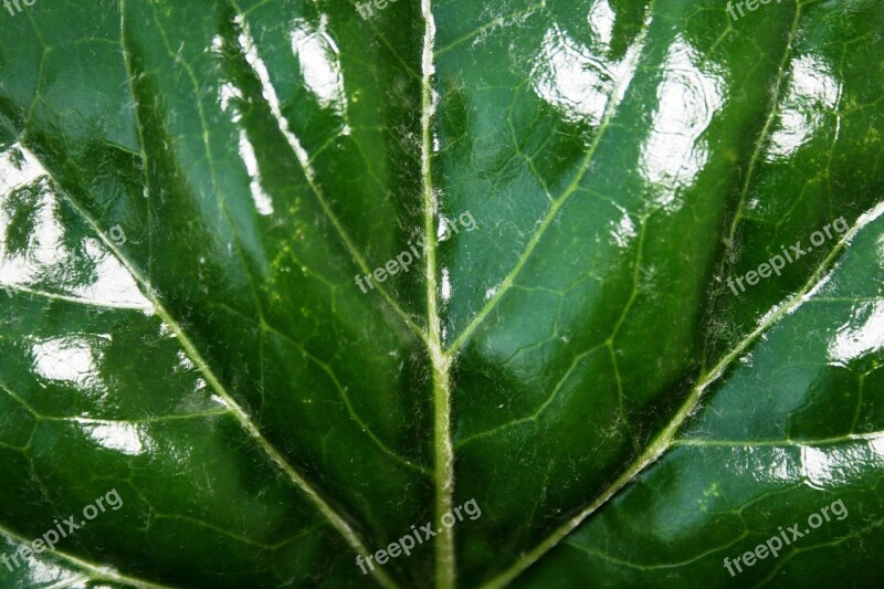 Shiny Green Leaf Bright Light