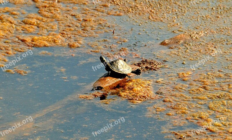 Turtle Stretch Legs Lake Log