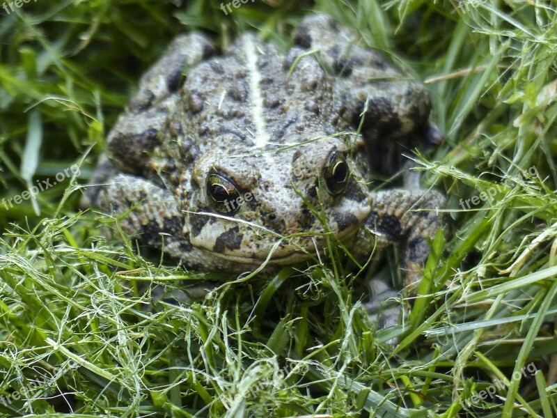 Toad Amphibian Animal Fat Thick