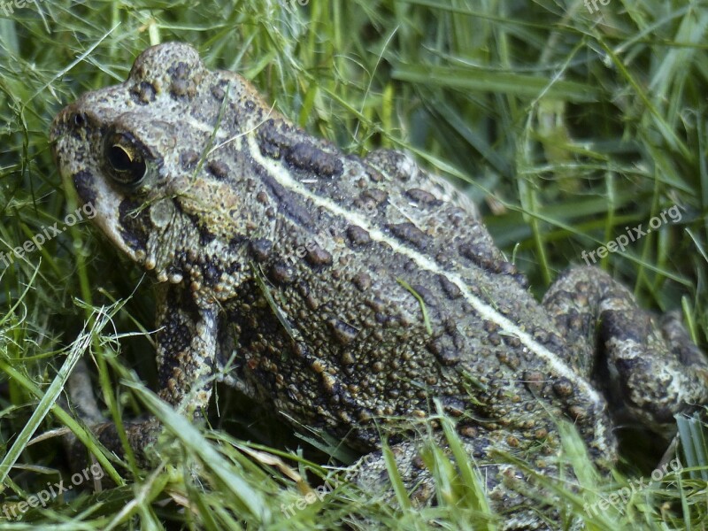 Toad Amphibian Animal Fat Thick