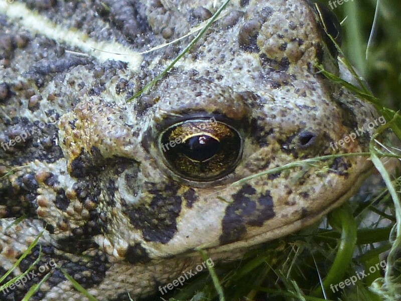 Toad Amphibian Animal Fat Thick