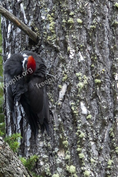 Red Headed Woodpecker Woody Animal Nature