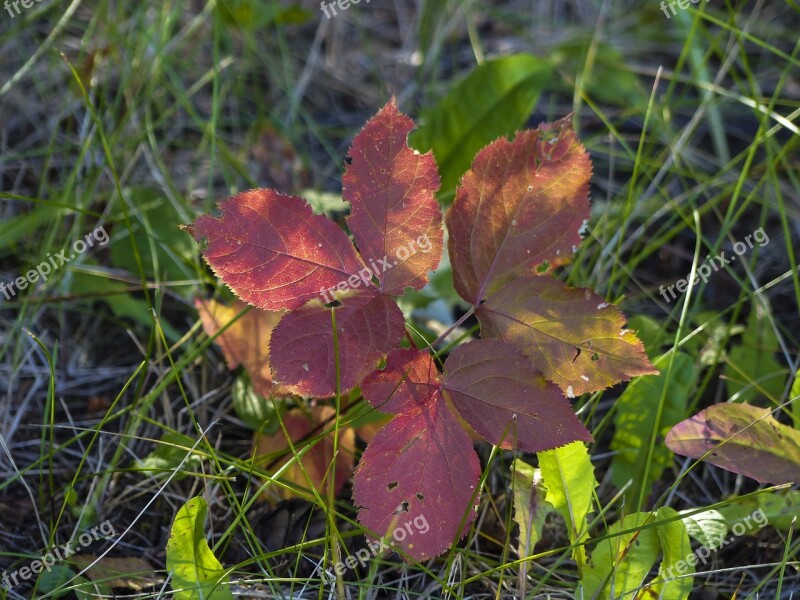 Autumn Golden Autumn Leaves Fall Foliage