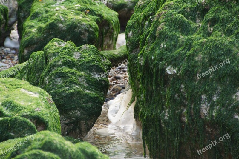 Watts Wadden Sea North Sea Sea Seaweed