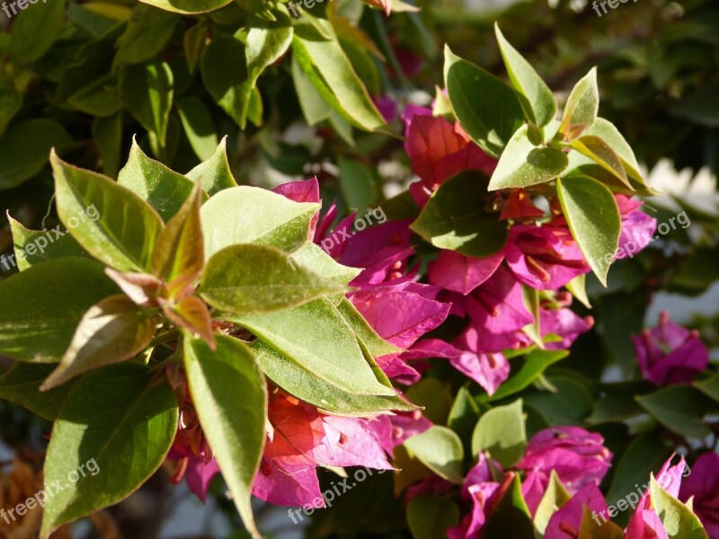 Bougainvillea Flower Plant Pink Flower Red