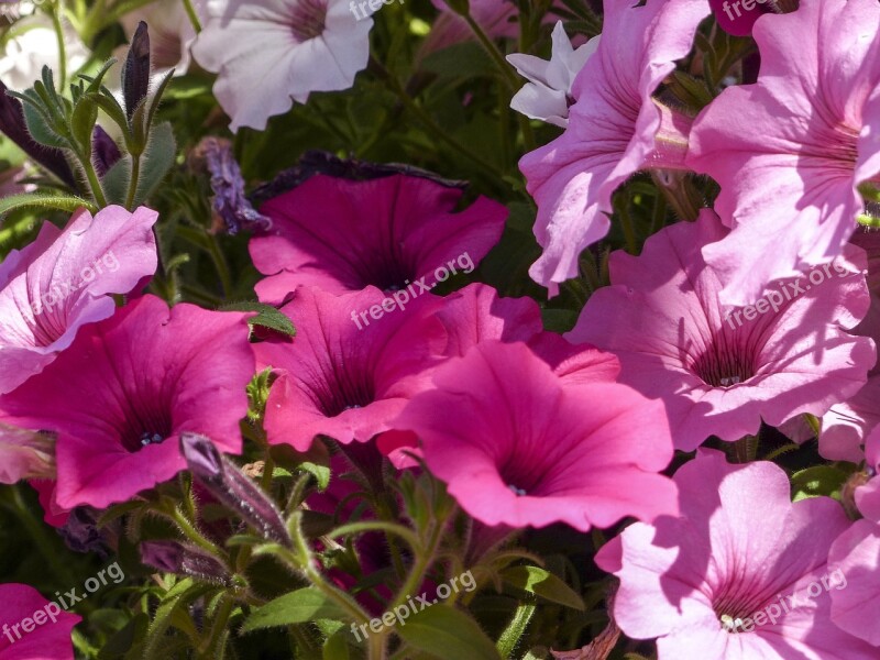 Cluster Petunia Pink Purple White