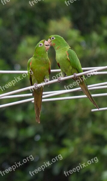 Parrot Plumage Nature Fauna Free Photos