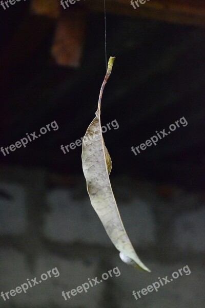 Dry Leaf Leaf On Web Spider Web Leaf Float