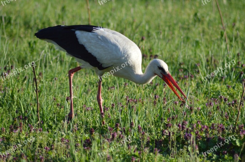 White Stork Meadow Animal Free Photos