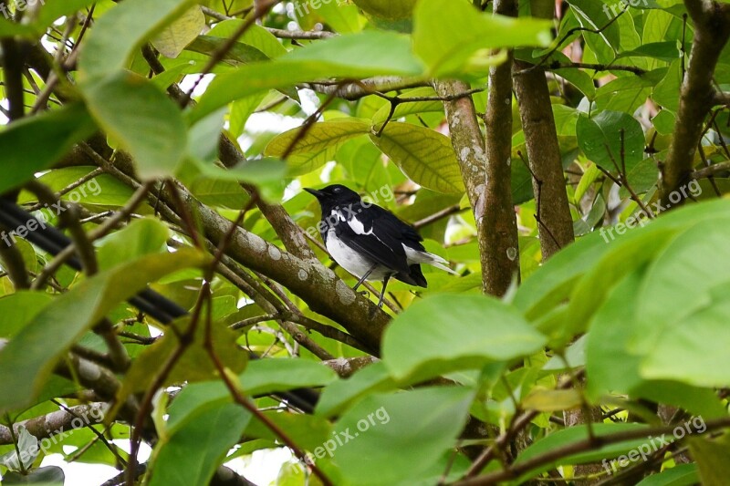 Magpie Robin Bird Nature Wild Life Sri Lanka