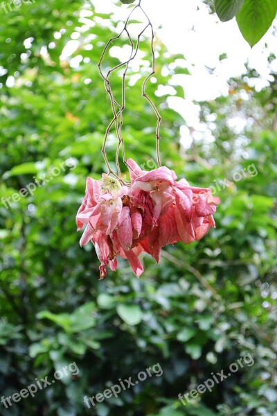 Musunda Rose Flower Rose Color Nature Plant