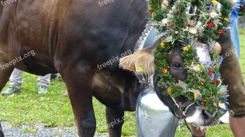 Allgäu Nesselwang Viehscheid Cow Headdress