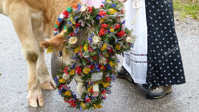 Allgäu Nesselwang Viehscheid Cow Headdress