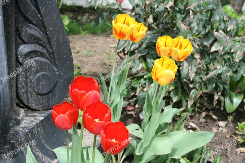 Flowers Blooms Bright Tulips Red