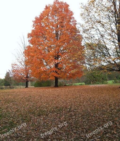 Maple Tree Fall Fall Foliage Orange Maple Tree Orange