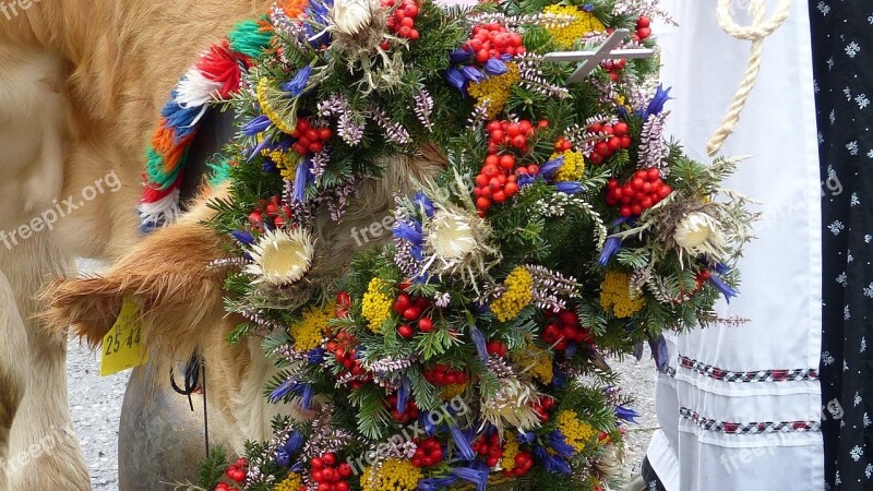 Allgäu Nesselwang Viehscheid Cow Headdress