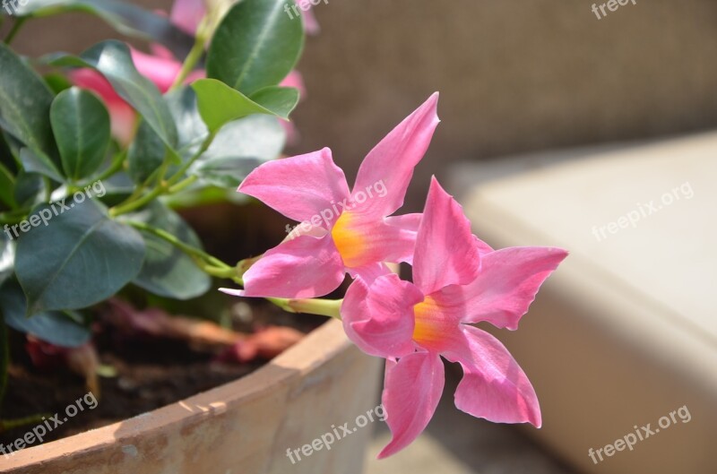 Flower Flowers Bloom Pink Flower Rosa