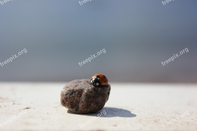 Ladybug Stone The Insect Pebbles Free Photos