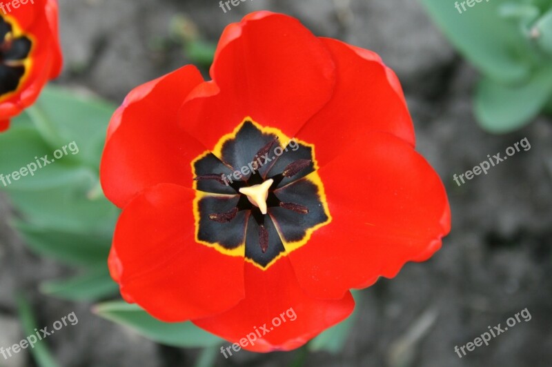 Poppy Flower Blooming Red War