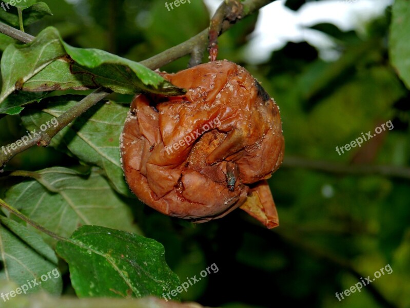 Apple Fruit Tree Gammelig Brown