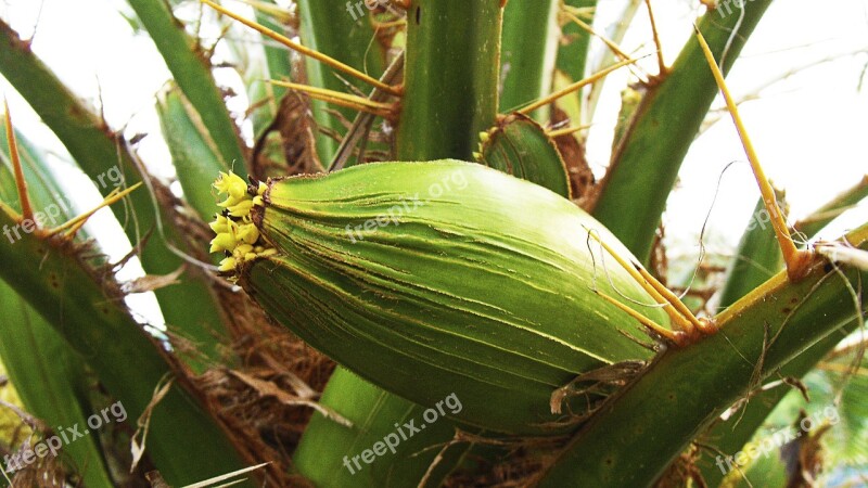 Blossom Bloom Palm Flower Long Spines Free Photos