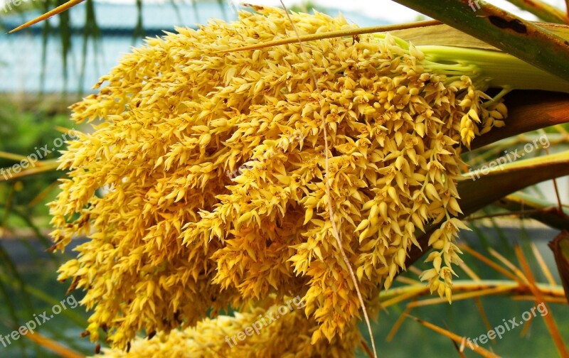 Blossom Bloom Palm Flower Yellow Free Photos