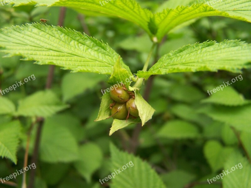 Leaves Green Tree Branch Nature