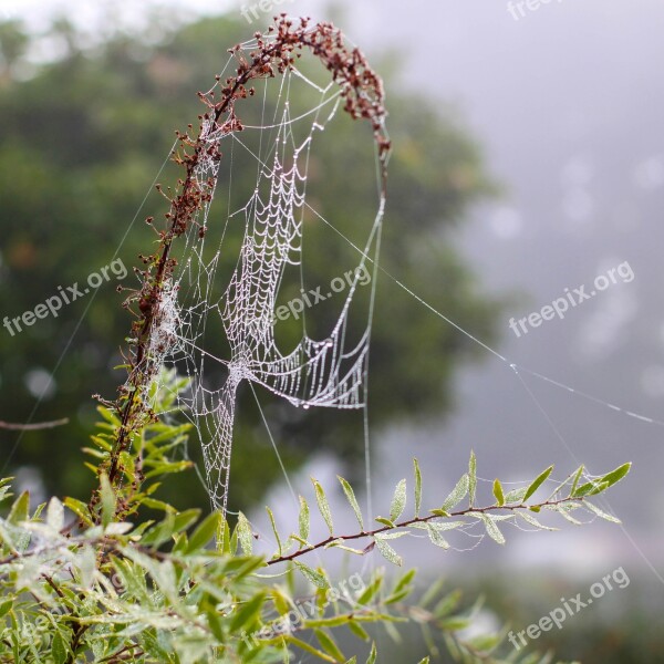 Spider Web Cobweb Dew Autumn