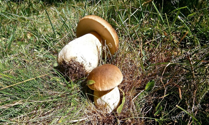 Mushrooms Boletus Edulis Forest Autumn Nature