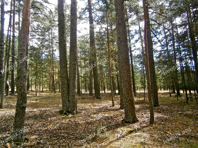 Landscape Forest Pine Tree Autumn