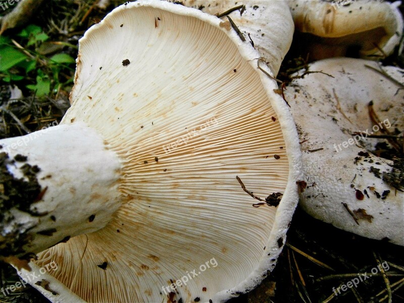 Mushrooms Breast Forest Autumn Nature