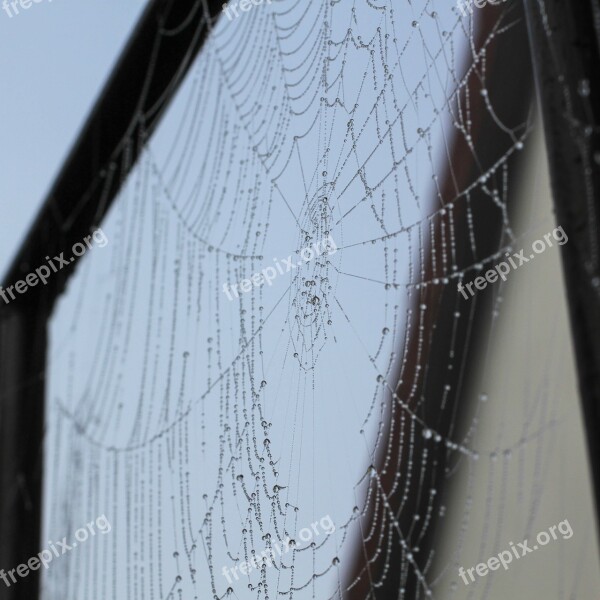 Spider Web Cobweb Dew Autumn