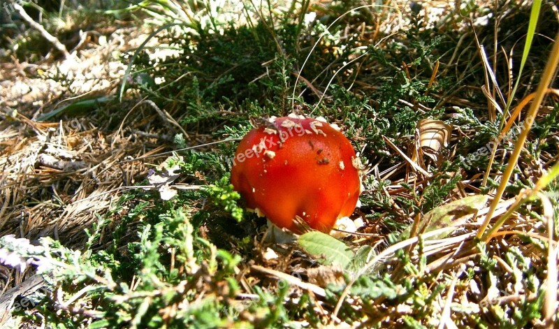 Mushrooms Amanita Muscaria Forest Autumn Nature