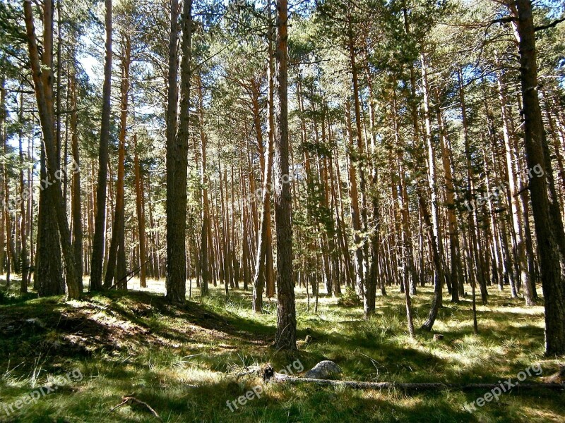 Landscape Forest Pine Tree Autumn