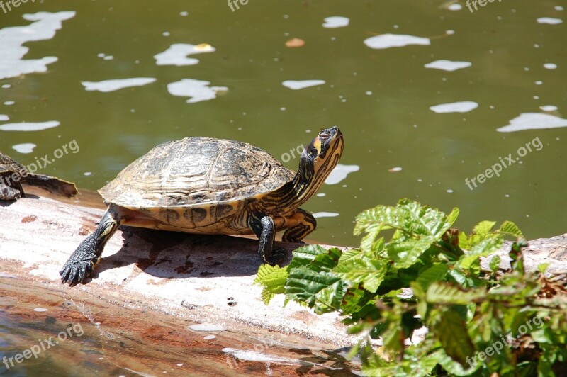 Turtle Water Reptile Reptiles Water Turtle